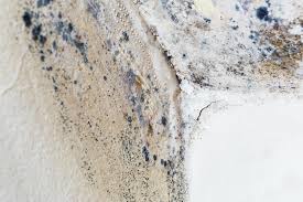 Best Mold Prevention Services  in Siena College, NY